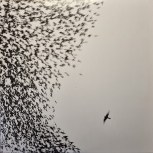 Wilco <br> Sky Blue Sky